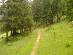 2013-06-22_Hirschhoerndl_Jochberg (269).JPG